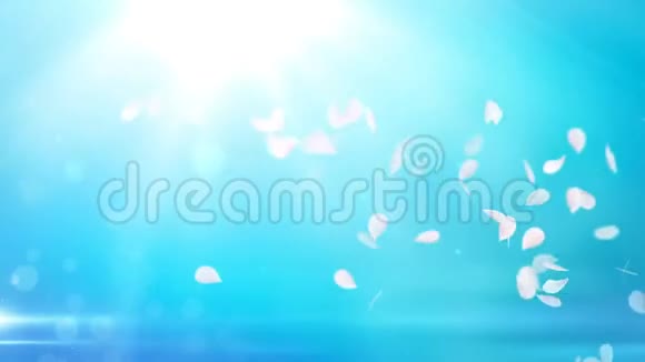 樱花的白色花瓣飘落在浪漫的抽象背景上循环4K运动春花图形视频的预览图