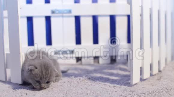英国可爱的小猫在栅栏附近喵喵叫视频的预览图