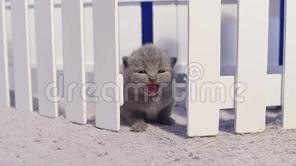 英国可爱的小猫在栅栏附近喵喵叫视频的预览图