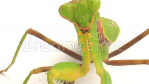 白色背景上的螳螂视频的预览图