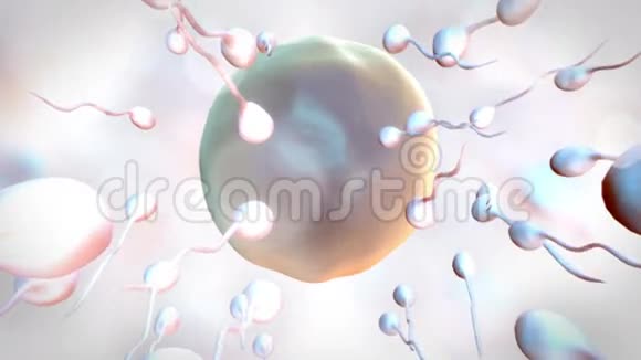卵细胞正在受精视频的预览图