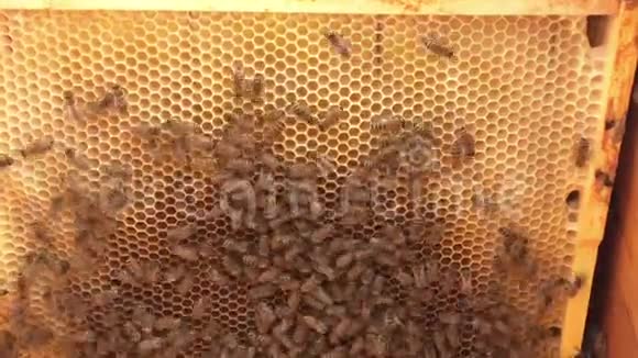 背景六边形纹理蜡蜂窝从蜂房充满金色蜂蜜视频的预览图