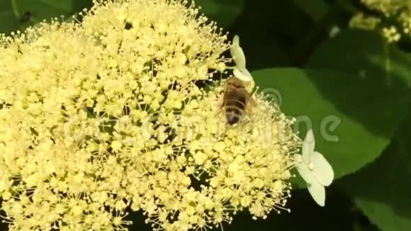 有翅膀的蜜蜂慢慢地飞向植物视频的预览图