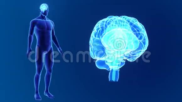 人的大脑与身体缩放视频的预览图