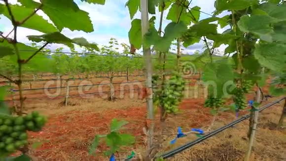 泰国葡萄园植物视频的预览图
