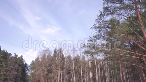 春天的森林晴天视频的预览图