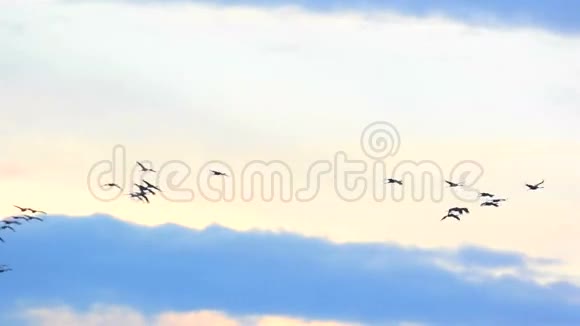 鹤在天空中飞翔视频的预览图