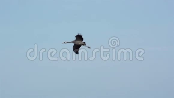 鹤在天空中飞翔视频的预览图