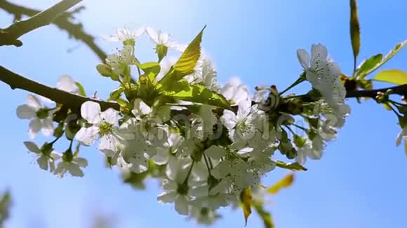 合上白色樱花春天的背景视频的预览图