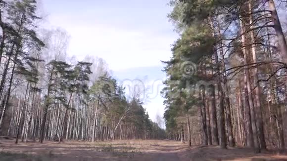 春天的森林晴天视频的预览图