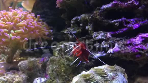 海洋水族馆充满热带鱼类和植物视频的预览图