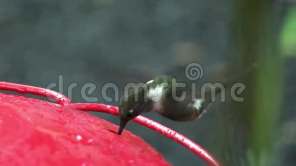 长喙的猕猴桃从加拉帕戈斯群岛的红食者那里喝花蜜视频的预览图