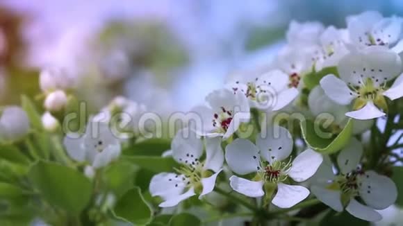 合上白色樱花春天的背景视频的预览图