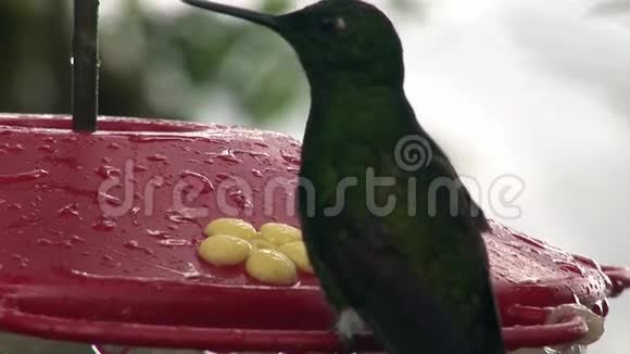 猕猴桃鸟在加拉帕戈斯群岛喝花蜜视频的预览图