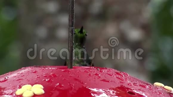 长喙的猕猴桃从加拉帕戈斯群岛的红食者那里喝花蜜视频的预览图