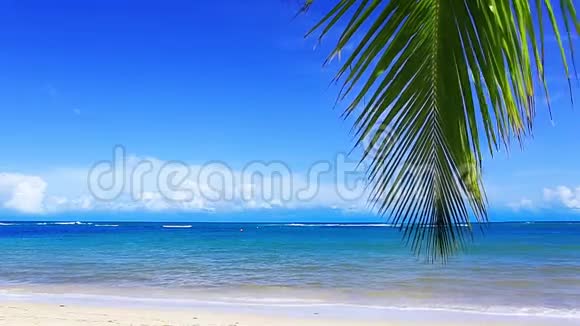 加勒比海和棕榈叶视频的预览图