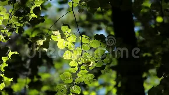 春天美丽的树叶和光线视频的预览图