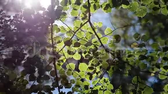 春天美丽的树叶和光线视频的预览图