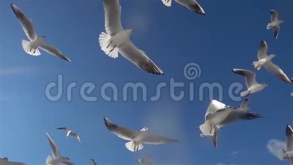 海鸥鸟在蓝天上缓慢地飞翔视频的预览图