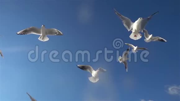 海鸥鸟在蓝天上缓慢地飞翔视频的预览图
