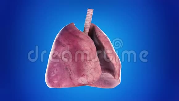 一个人肺视频的预览图