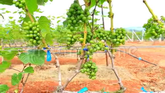 泰国葡萄园植物视频的预览图
