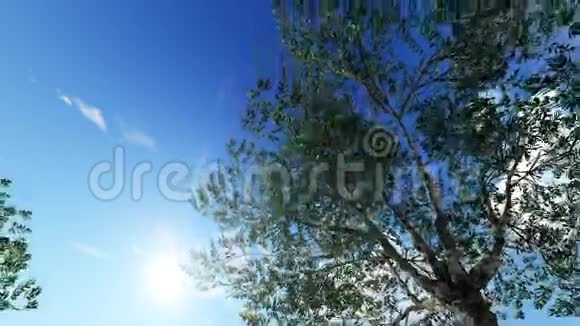 托斯卡纳乡村田园风光带橄榄树视频的预览图