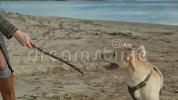 年轻的女人穿着一件外套有一个卷发的女孩妈妈和女儿跑着在海滩上和一只棕色的狗玩抱着她视频的预览图