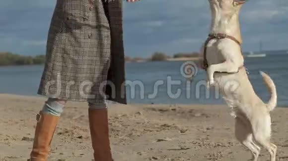 一个穿着外套的年轻女人和一个卷发女孩妈妈和女儿跑着在海滩上和一只棕色的狗玩狗视频的预览图