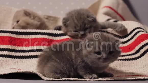 可爱的脸刚出生的小猫视频的预览图