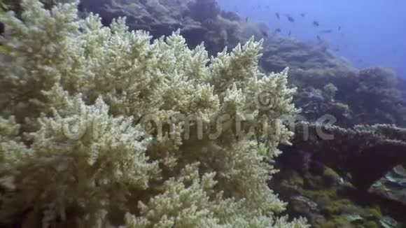 菲律宾海洋软珊瑚水下的彩色鱼学校视频的预览图