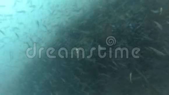 一群水下的鱼视频的预览图