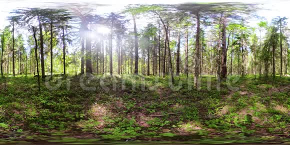 美丽绿林VR360视频的预览图
