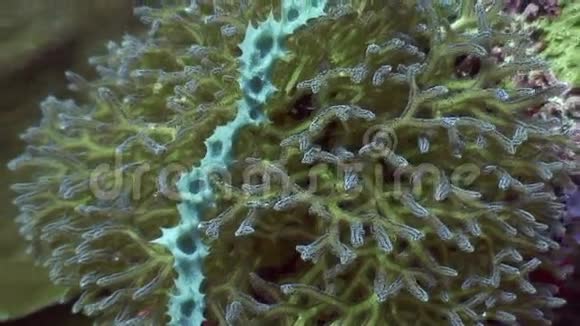 菲律宾野生动物海洋中的软珊瑚视频的预览图