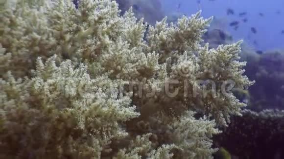 菲律宾海洋软珊瑚水下的彩色鱼学校视频的预览图