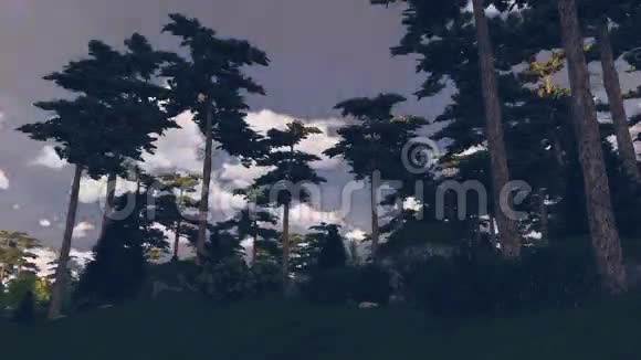 从黎明到黄昏的林地风光视频的预览图