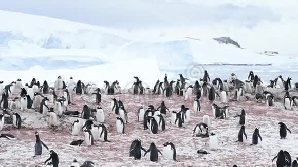 登图企鹅上巢视频的预览图