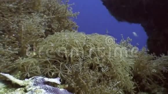 菲律宾野生动物海洋中的软珊瑚视频的预览图