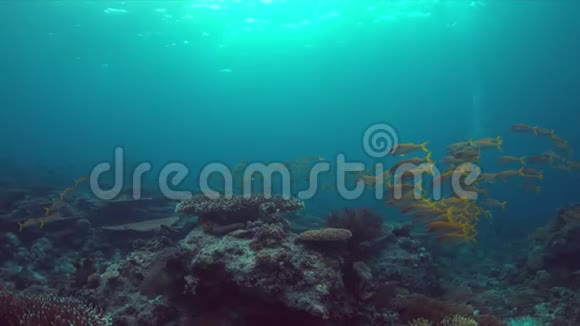 带黄鳍山羊鱼的珊瑚礁视频的预览图