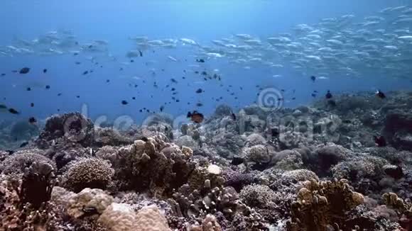 在珊瑚礁上的大眼特雷瓦利学校视频的预览图