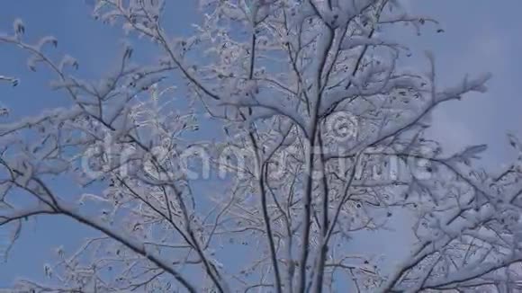 雪中的森林树木视频的预览图