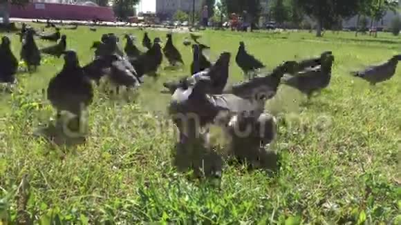 城市公园里的鸽子视频的预览图