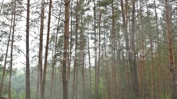 森林中的烟雾夏日慢动作视频视频的预览图