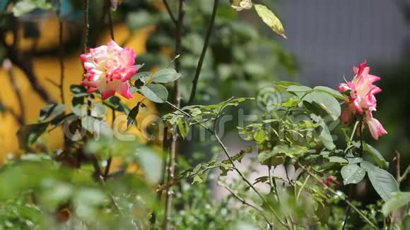 黄色混合粉红色玫瑰花视频的预览图