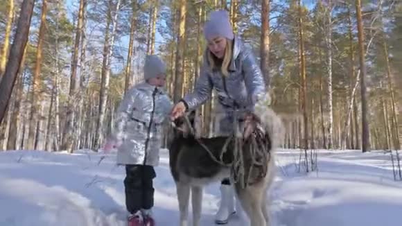 美丽的女人和小孩在冬天的森林里和哈士奇的狗散步快乐的年轻母亲和女儿视频的预览图
