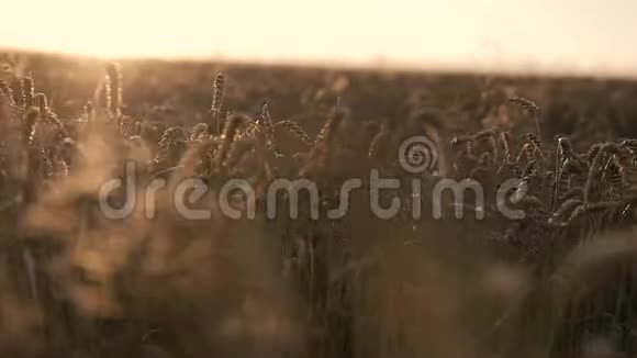阳光下的金色小麦视频的预览图