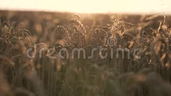 阳光下的金色小麦视频的预览图