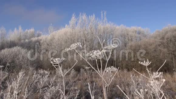 美丽的冬季景观和海霜雾视频的预览图