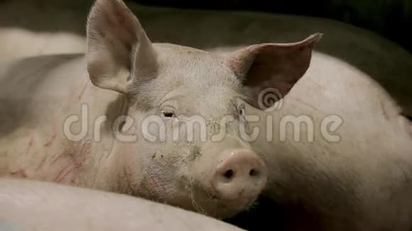 工业养猪场视频的预览图