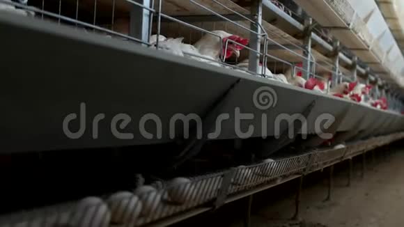 养鸡的家禽养殖场鸡蛋经过转运体鸡蛋动物视频的预览图